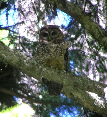 Spotted Owl