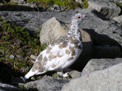 White tailed ptarmigan (male) October