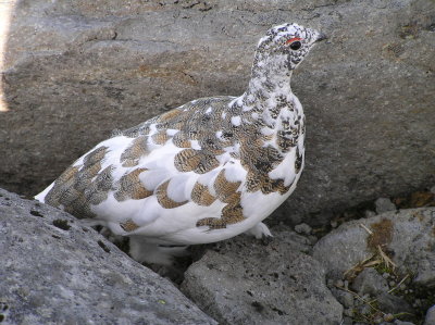 White tailed ptarmigan 505.JPG