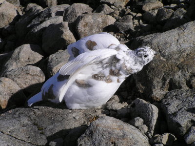 White tailed ptarmigan 529.JPG