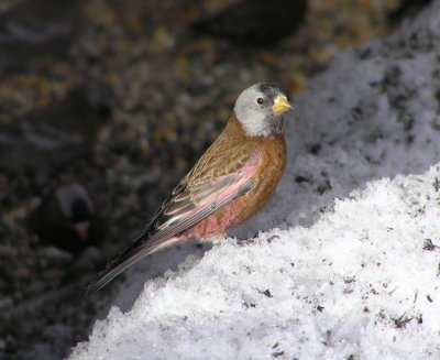 Gray-crowned Rosyfinch (Hepburn's or gray cheeked form)