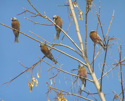 Flock of Gray crowned rosyfinch (Hepburns)