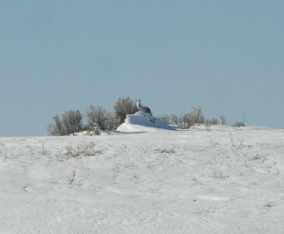 Snowy Owl
