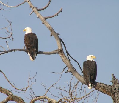 Bald Eagle pair