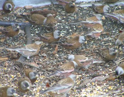 Gray crowned rosyfinches feeding frenzy (both forms)