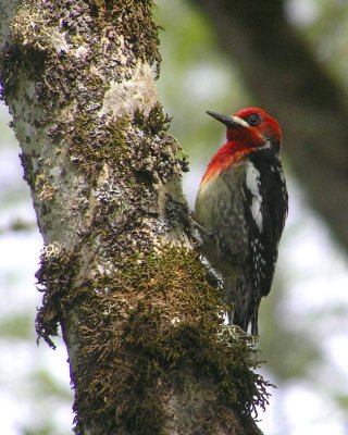 Red breasted Sapsucker