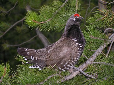 Spruce grouse (male) Image 9