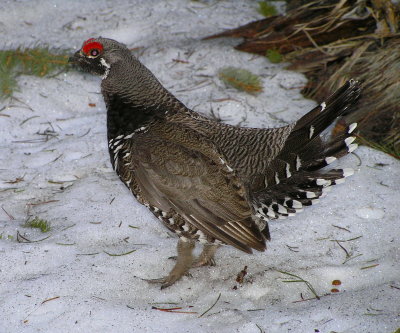Spruce Grouse on snow (male) Image 11