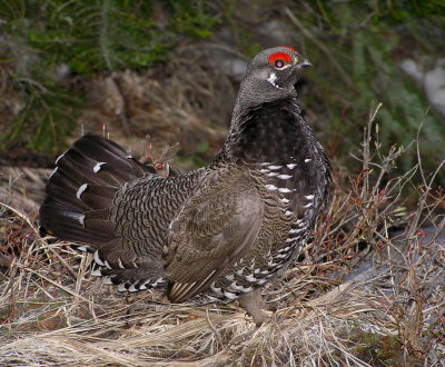Spruce grouse (male) Image 10