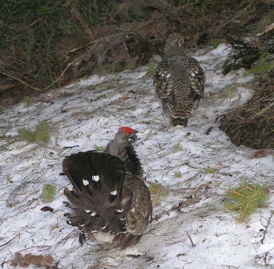 Spruce grouse pair (male pursuing female) Image 14