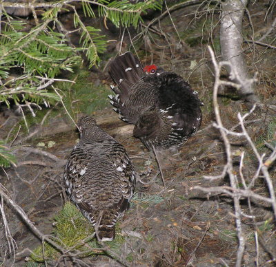 Spruce grouse pair (Male displaying) Image 13