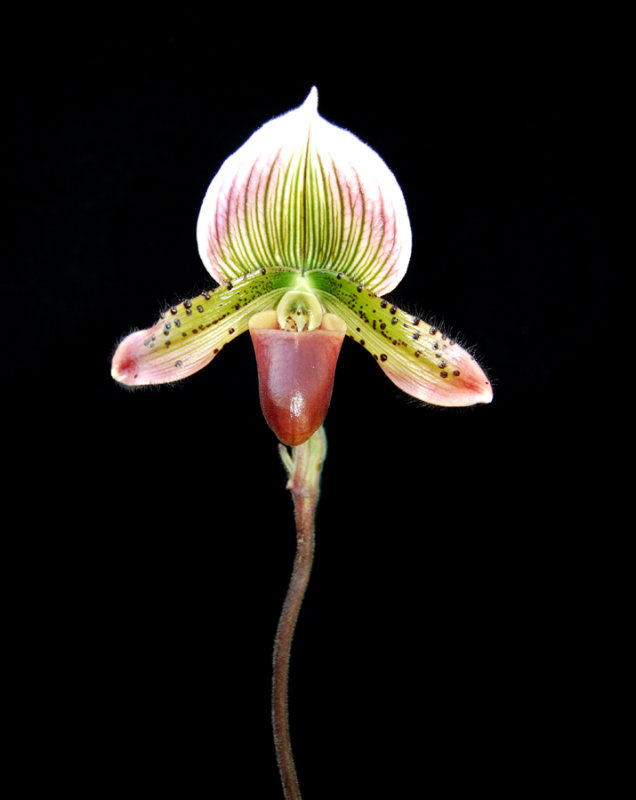 20124720  -  Paph. Hsinying Alien  Sunprarie II   HCC/AOS  (76 points)  9-15-2012.jpg