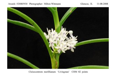 20085930 -  Cleisocentrom merillianum  Livington CHM/AOS 82 pts.