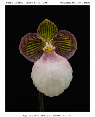 20085933 -   Paph.  micranthum Red Tiger' AM/AOS 82 pts.
