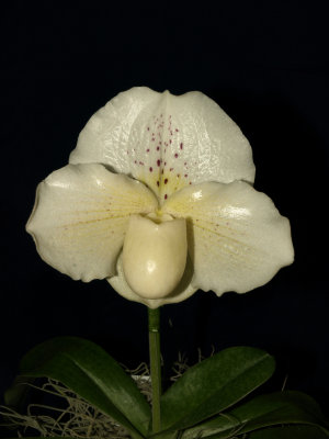20082281 - Paph. Icy Icy Wind  'Ice Palace' HCC/AOS 75 points
