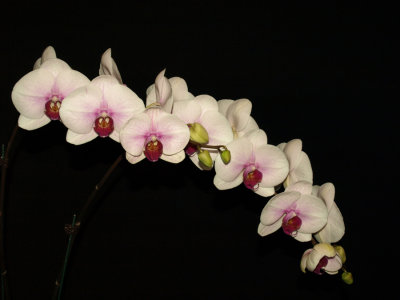 20082280 - Dtps. Mount Lip Blushing Bride AM/AOS  81 points