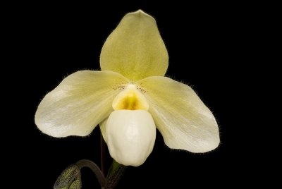 20083436 - Paph. Becky Fouke Omaha AM/AOS 83 points