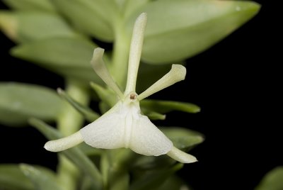 20083437 - Epidendrum whittenii 'Livingston' CHM/AOS 83 points