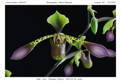 20096102 -   Paph. lowii 'Waunakee Warrior' AM/AOS  88 pts.