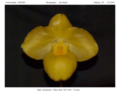 20095483 - Paph armeniacum 'Yellow Bird' HCC/AOS 77 pts.
