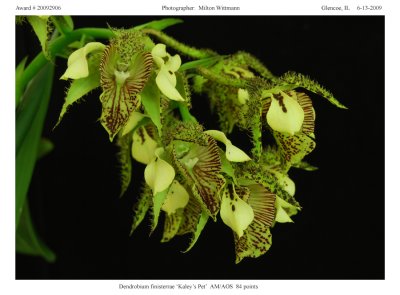 20092906 - Dendrobium Finisterrae Kaleys Pet  AM/AOS 84 pts.