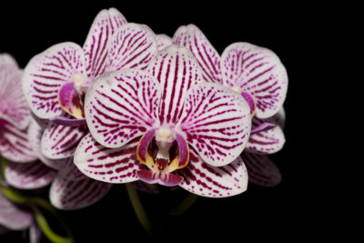 20097029  -  Phal. Taida Kings 'Little Zebra'  AM AOS 81 pts.jpg