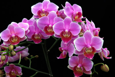 20105469  -   Doritaenopsis Beauty Sheena Rin Rin AM AOS 83 points.jpg