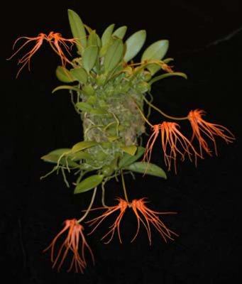 20105484 -  Bulbophyllum tingabarium 'Rojohn'  CCM AOS CCM-AOS 2.jpg
