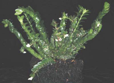 20105485  -  Plant Podochilus muricatus 'Silas' CBR-AOS.jpg