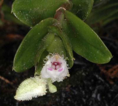 20105485  -  Flower Podochilus muricatus 'Silas'  CBR-AOS Close-up.jpg