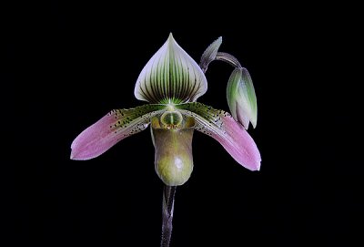 20085905 - Paph Rosy Egret Pink Lady AM/AOS 81 pts.