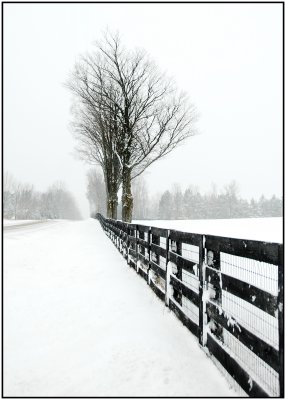 Fence to Trees