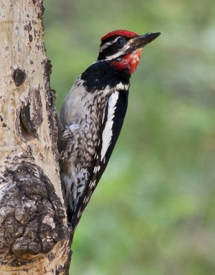 red-naped_sapsucker