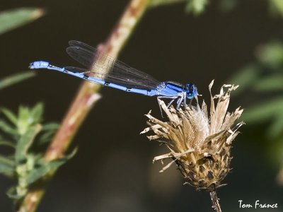 familiar_bluet
