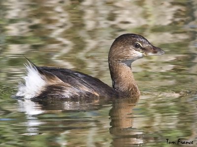 Pied-billed Grebe3 immature.jpg