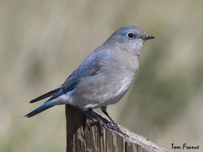 Mountain Bluebird9 female.jpg