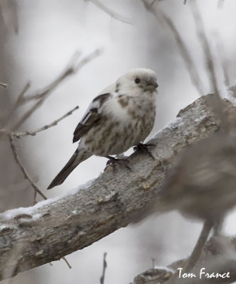 House Finch white.jpg