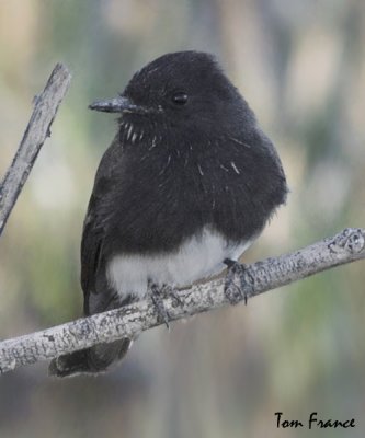 black_phoebe_nm