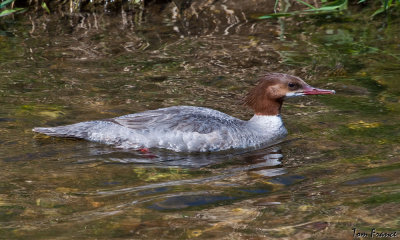 Common Merganzer2 Female.jpg