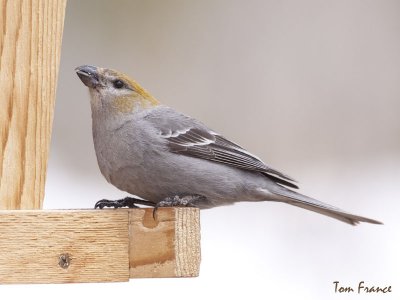 pine_grosbeaks