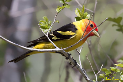 tanagers