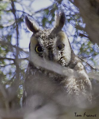 long-eared_owl