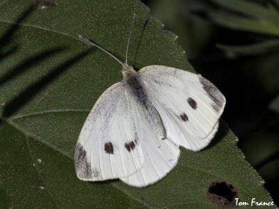 cabbage_white_butterfly