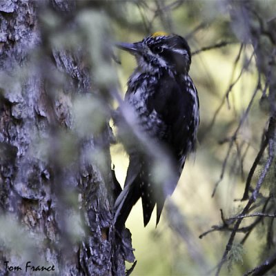 three-toed_woodpecker