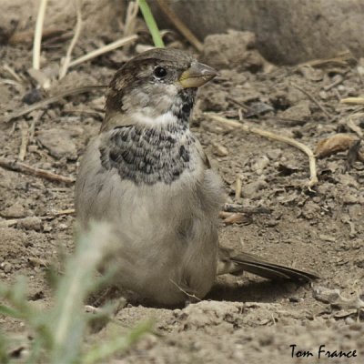 sparrow_house