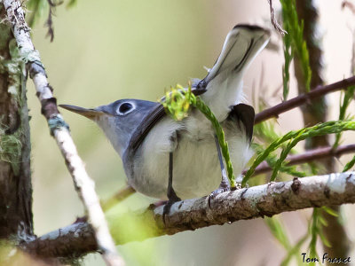 gnatcatchers_fl