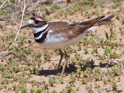 killdeer