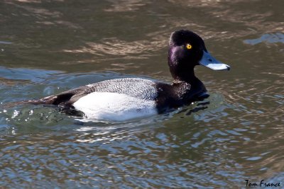 Lesser Scaup01.jpg