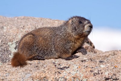 yellow-bellied_marmot