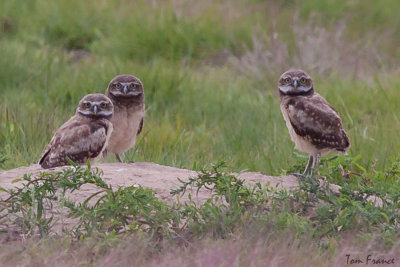 Burrowing Owl3 Juvenile.jpg